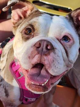 Zelda -  English Bulldog Dog for Adoption in West Peoria, Illinois - Zelda | PetCurious