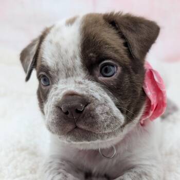 Pit Bull Terrier and Boxer Dogs Available for Adoption - Romeo | PetCurious