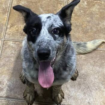 Chuck -  Australian Cattle Dog Blue Heeler Dog for Adoption in Spencer, Indiana - Chuck | PetCurious