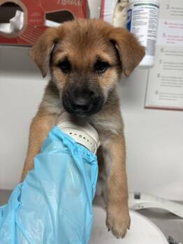 Rescue Shepherd Dogs for Adoption in Thousand Oaks, California - CJ -- URGENT! | PetCurious