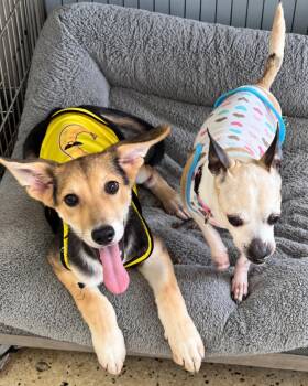 Roomi - The Sweetest Survivor -  Border Collie and Golden Retriever Dog for Adoption in Carolina, Carolina - Roomi - The Sweetest Survivor | PetCurious