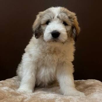 Great Pyrenees Dogs Available for Adoption in San Saba, Texas - Candy | PetCurious