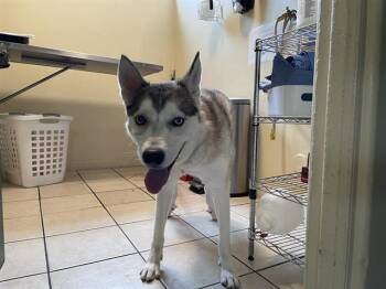 Rescue Husky Dogs for Adoption in Pasadena, California - NANI | PetCurious