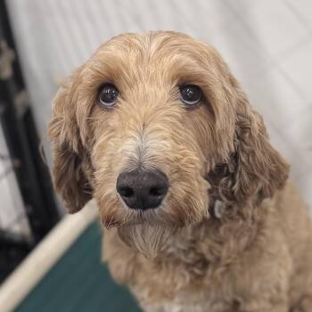 Poodle Dogs Available for Adoption in Hartland, Wisconsin - Ivy - Foster Home Needed | PetCurious