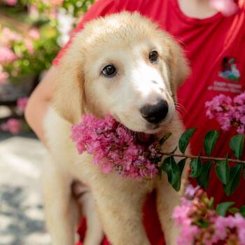 Dorset -  Maremma Sheepdog and Great Pyrenees Dog for Adoption in Chester Springs, Pennsylvania - Dorset | PetCurious