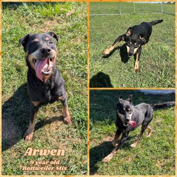 Rescue Rottweiler Dogs for Adoption in Franklin, Indiana - Arwen | PetCurious