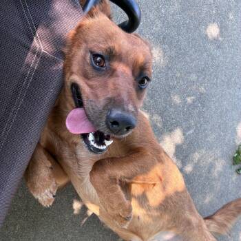 Betsy -  Cattle Dog and Golden Retriever Dog for Adoption in Dixon, Illinois - Betsy | PetCurious