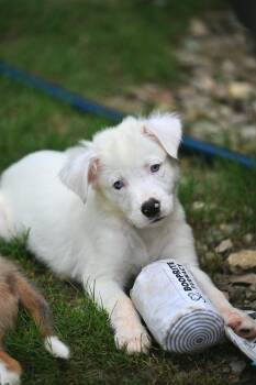 Waylon -  Australian Shepherd Dog for Adoption in Falmouth, Maine - Waylon | PetCurious