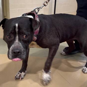 Enya -  Mixed Breed Dog for Adoption in Winston-salem, North Carolina - Enya | PetCurious