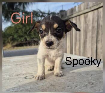 Spooky -  Australian Cattle Dog Blue Heeler Dog for Adoption in Gainesville, Virginia - Spooky | PetCurious