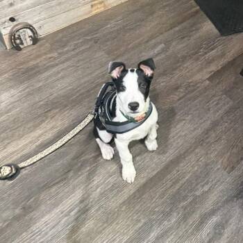 Cattle Dog and Pit Bull Terrier Dogs Available for Adoption - Murphy | PetCurious