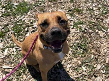 Pit Bull Terrier and Mixed Breed Dogs Available for Adoption in Portland, Oregon - Nugget | PetCurious