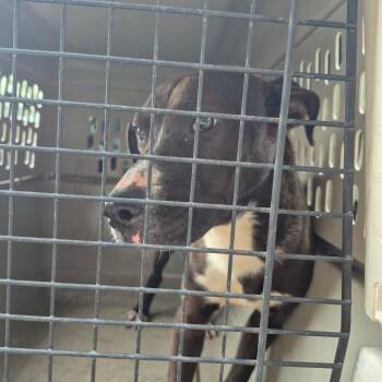 Pit Bull Terrier Dogs Available for Adoption - Chewie | PetCurious