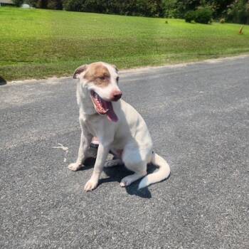 Oakley -  Labrador Retriever and Hound Dog for Adoption in Manhasset, New York - Oakley | PetCurious