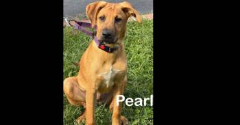 Pearl -  Hound and Shepherd Dog for Adoption in Harrison City, Pennsylvania - Pearl | PetCurious