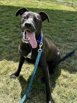 Rescue Mixed Breed Dogs for Adoption in West Chester, Pennsylvania - Clever (Chopper) | PetCurious
