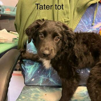 Rescue Border Collie Dogs for Adoption in Madill, Oklahoma - Tater Tot | PetCurious