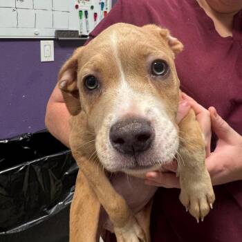 Princess -  Catahoula Leopard Dog and Pit Bull Terrier Dog for Adoption in Englewood, Florida - Princess | PetCurious
