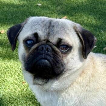 Pug Dogs Available for Adoption - Drumstick: I Like Chickens | PetCurious