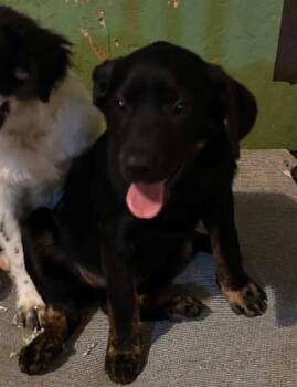 Sapling Pups - Juniper -  Spaniel Dog for Adoption in Ashville, Ohio - Sapling Pups - Juniper | PetCurious