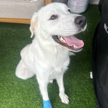 Raya -  Great Pyrenees and Labrador Retriever Dog for Adoption in Krum, Texas - Raya | PetCurious