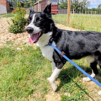 Mocha Latte -  Border Collie Dog for Adoption in Lyndhurst, Virginia - Mocha Latte | PetCurious