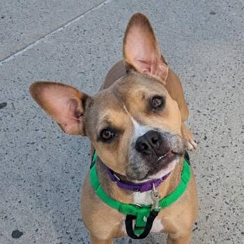Helena -  English Bulldog and Mixed Breed Dog for Adoption in New York, New York - Helena | PetCurious
