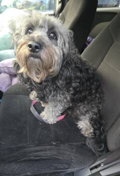Luna, Born May 2023 -  Goldendoodle Dog for Adoption in Lucknow, Ontario - Luna, Born May 2023 | PetCurious
