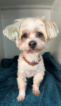 Rescue Havanese Dogs for Adoption in Genoa, Illinois - Chase | PetCurious