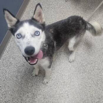 Cricket -  Husky and Siberian Husky Dog for Adoption in Detroit Lakes, Minnesota - Cricket | PetCurious