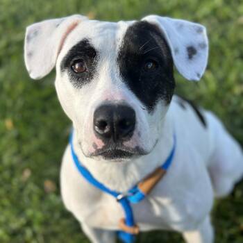 Daphne -  Mixed Breed Dog for Adoption in Myerstown, Pennsylvania - Daphne | PetCurious