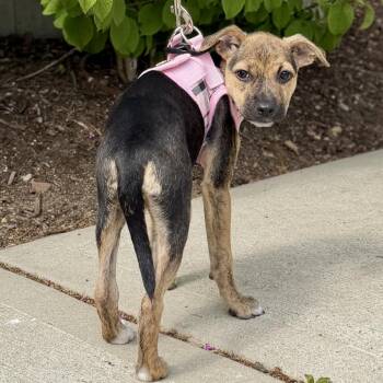 Terrier and Mixed Breed Dogs Available for Adoption in East Hampton, New York - Biscotti | PetCurious