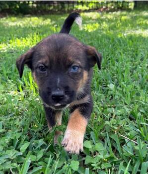 German Shepherd Dog Dogs Available for Adoption in Brewster, New York - Joan Jett (Rock Star Litter) | PetCurious