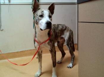 Pit Bull Terrier and Australian Cattle Dog Blue Heeler Dogs Available for Adoption - BLUEY | PetCurious