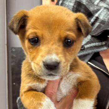 Shepherd Dogs Available for Adoption - 320 (2026) Biscuit | PetCurious