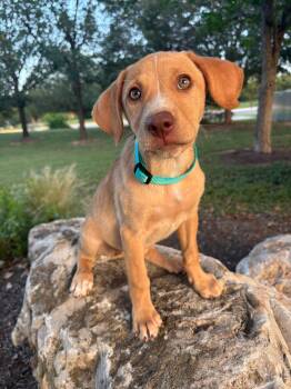 Star -  Labrador Retriever Dog for Adoption in Pflugerville, Texas - Star | PetCurious