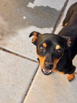 Affogato -  Miniature Pinscher Dog for Adoption in Carson City, Nevada - Affogato | PetCurious