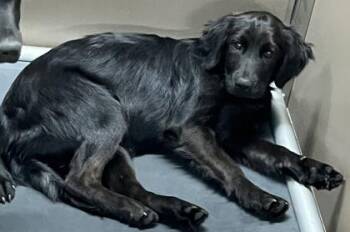 Golden Retriever and Mixed Breed Dogs Available for Adoption - Meela Verde | PetCurious