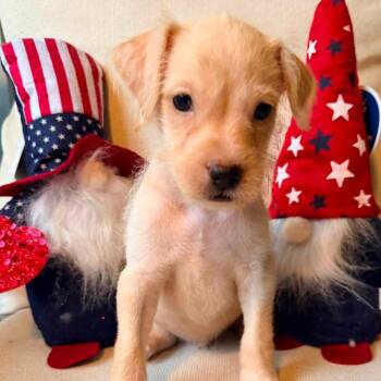 Murphy -  Chihuahua Dog for Adoption in Lutz, Florida - Murphy | PetCurious