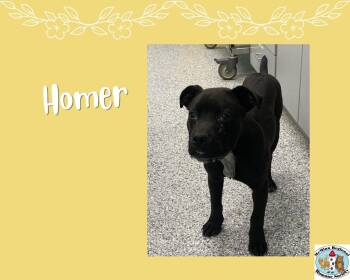 Terrier Dogs Available for Adoption - Homer | PetCurious
