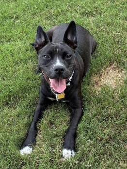 Rescue Bull Terrier Dogs for Adoption in Calera, Alabama - Tweety | PetCurious