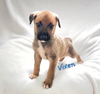 Rescue German Shepherd Dog and Australian Cattle Dog Blue Heeler Dogs for Adoption in Athens, Alabama - Vixen | PetCurious