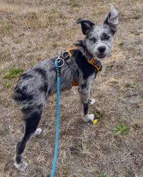 Ripley -  Australian Shepherd and Rat Terrier Dog for Adoption in Newport, Oregon - Ripley | PetCurious