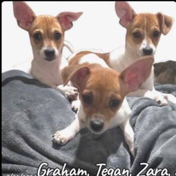TEAGAN Available 10/23_ -  Chihuahua Dog for Adoption in Loves Park, Illinois - TEAGAN Available 10/23_ | PetCurious