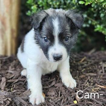 Collie and Mixed Breed Dogs Available for Adoption in Griswold, Connecticut - Cam | PetCurious
