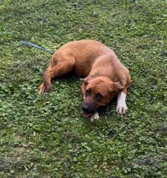 Socks -  Labrador Retriever Dog for Adoption in Irwin, Pennsylvania - Socks | PetCurious