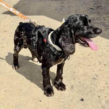 Murphy -  Cocker Spaniel Dog for Adoption - Murphy | PetCurious