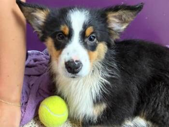 Australian Shepherd Dogs Available for Adoption in Ames, Iowa - CORIANDER | PetCurious