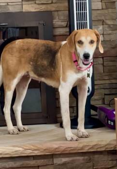 Nelly -  Hound Dog for Adoption in Roxbury Township, New Jersey - Nelly | PetCurious