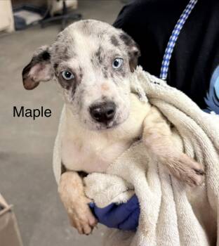 Rescue Catahoula Leopard Dog Dogs for Adoption in Crystal Springs, Mississippi - Maple | PetCurious